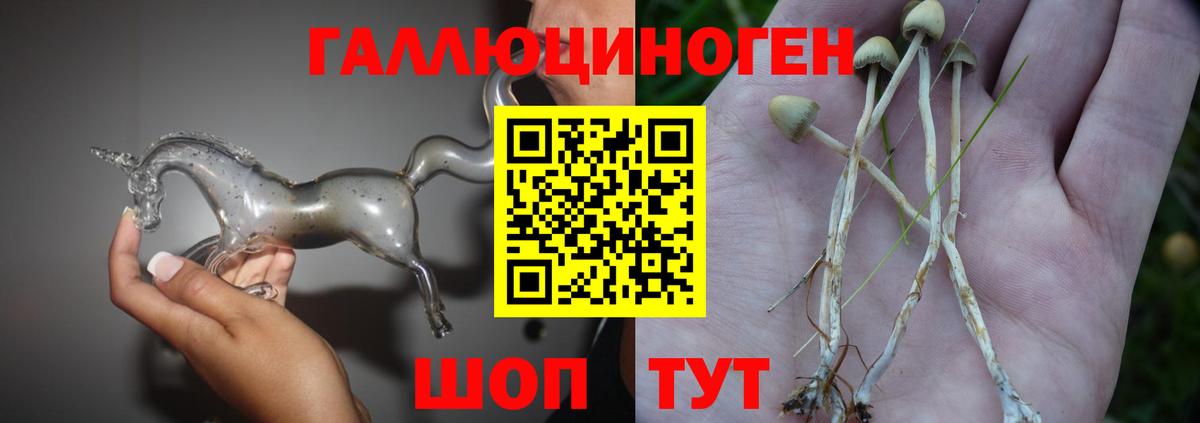 Псилоцибиновые грибы прущие грибы  Архангельск  Галлюциногенные грибы Psilocybine cubensis 